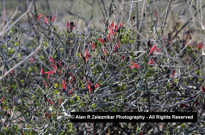 Chuparosa flowering in Anza Borrego Desert State Park