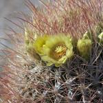 Barrel cactus flower in Anza Borrego Desert State Park