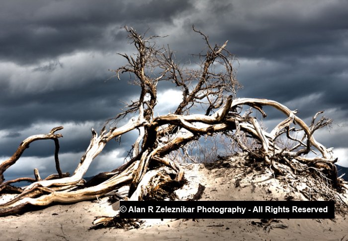 _MG_0288-0290-Death-Valley-Dunes-Mesquite-Tree-HDR-72-dpi-67-