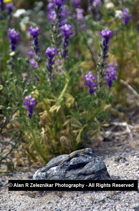 Desert wildflowers in Joshua Tree National Park - Lilac and Liza