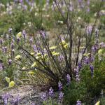 Desert wildflowers in Joshua Tree National Park 2