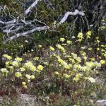 Desert wildflowers in Joshua Tree National Park 3