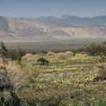 Desert wildflowers in Joshua Tree National Park