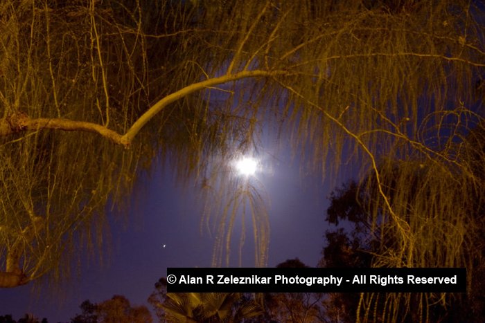 Full Moon and Tree at Mira Costa College in Oceanside, Californi