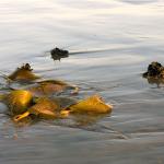 California Oceanside Low Tide Kelp and Barnacles