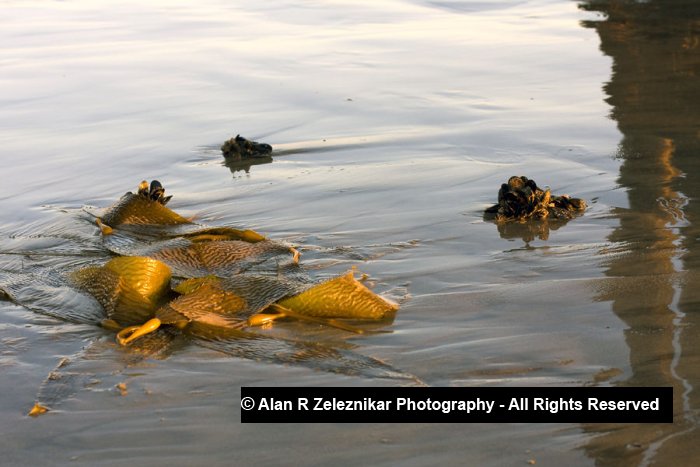 California Oceanside Low Tide Kelp and Barnacles
