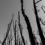 Dead trees reach for the sky near Glenorchy, New Zealand