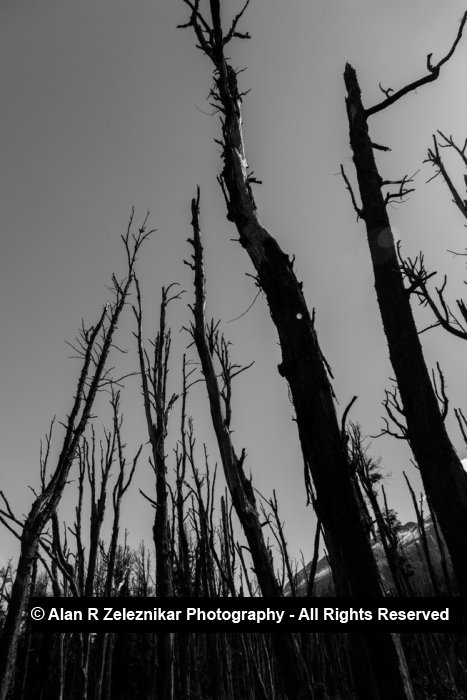 Dead trees reach for the sky near Glenorchy, New Zealand