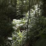 Sunlight filters to the forest floor - Fiordland National Park