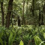 Sunlit ferns - Fiordland National Park