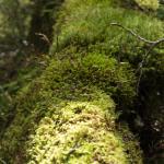 Mossy fallen log - Fiordland National Park