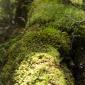 Mossy fallen log - Fiordland National Park
