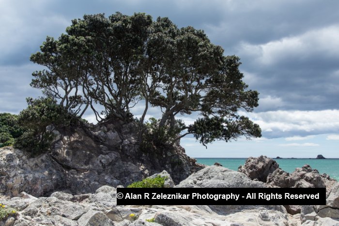Shoreline tree - Mt Maunganui, Tauranga, New Zealand