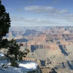 _MG_6121_Grand_Canyon_Tree_and_Snow_72_dpi