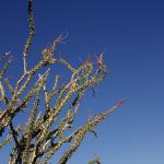Ocotillo flowering in Anza Borrego Desert State Park