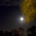 Full Moon and Tree at Mira Costa College in Oceanside California