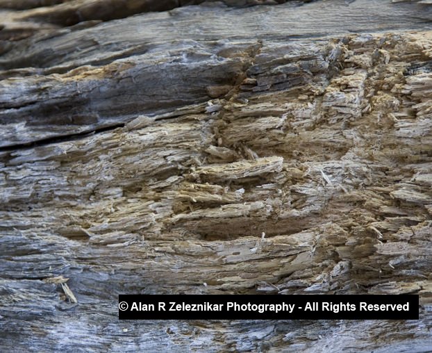 Yosemite Abstract Wood Close Up