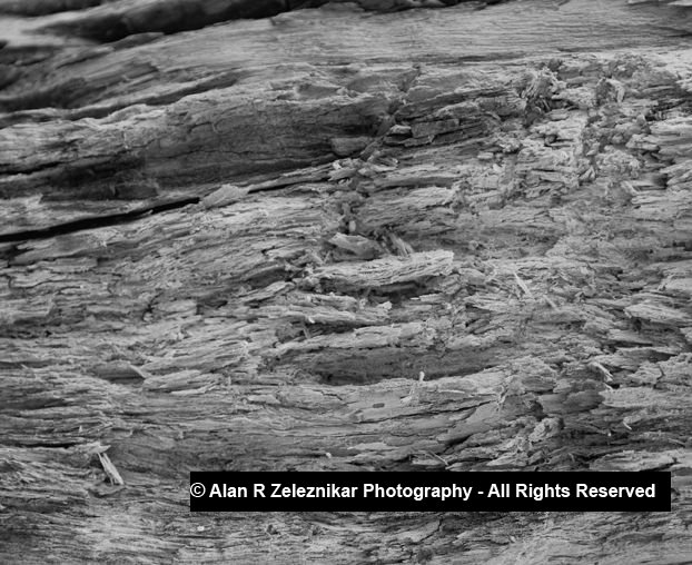 Yosemite Abstract Wood Close Up