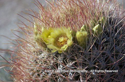 Barrel cactus flower in Anza Borrego Desert State Park