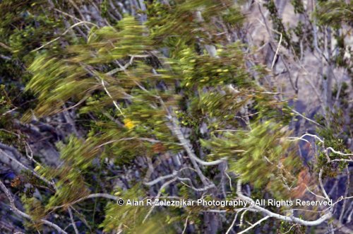 Wind-whipped desert flowers in Anza Borrego Desert State Park