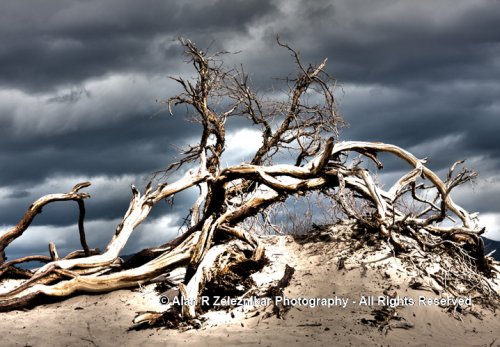 _MG_0288-0290-Death-Valley-Dunes-Mesquite-Tree-HDR-72-dpi-67-