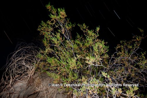 _MG_2737-2792_mesquite_bush_star_trails_72_dpi