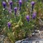 Desert wildflowers in Joshua Tree National Park - Lilac and Liza