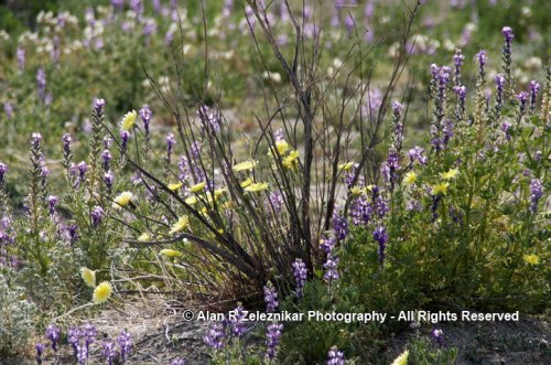 Desert wildflowers in Joshua Tree National Park 2