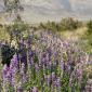 California Joshua Tree National Park Desert Flower Lilac