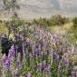 California Joshua Tree National Park Desert Flower Lilac