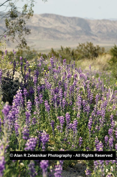 California Joshua Tree National Park Desert Flower Lilac