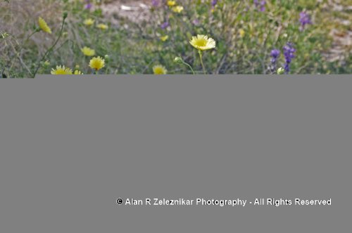 Desert wildflowers in Joshua Tree National Park 1