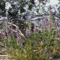 California Joshua Tree National Park Desert Flower Lilac