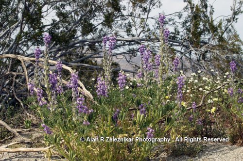 California Joshua Tree National Park Desert Flower Lilac