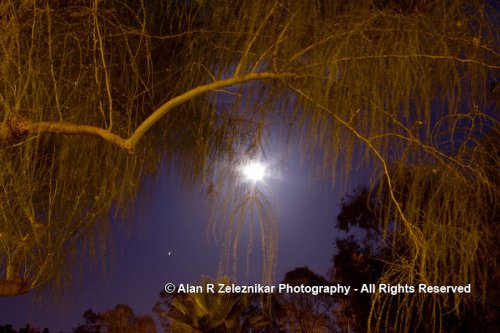 Full Moon and Tree at Mira Costa College in Oceanside, Californi
