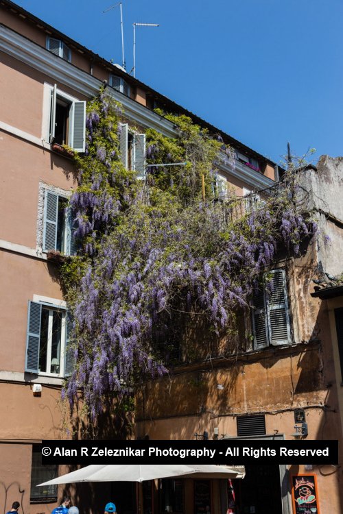 Trastever Lavendar Waterfall