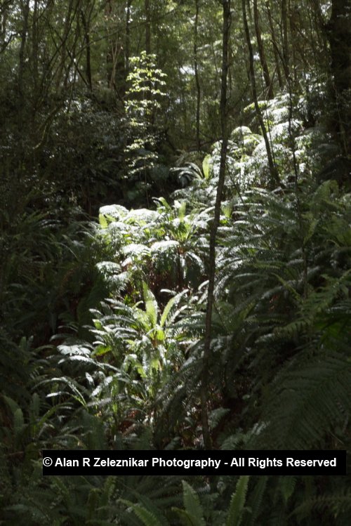 Sunlight filters to the forest floor - Fiordland National Park