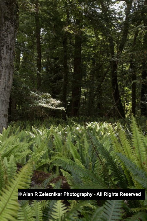 Fern grotto - Fiordland National Park