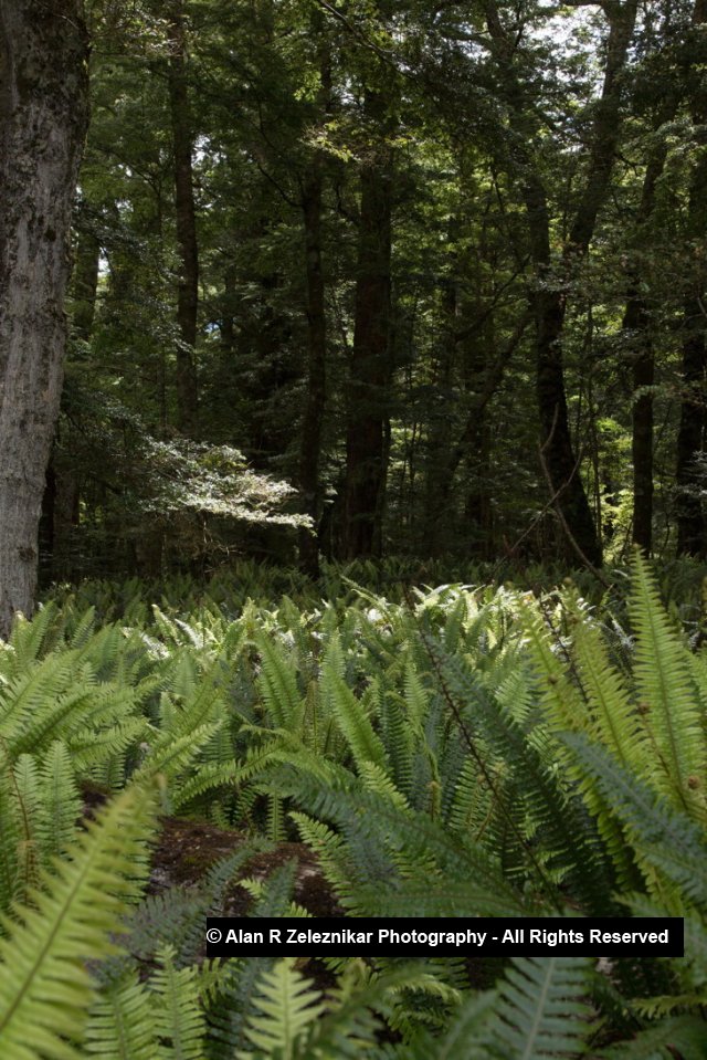 Fern grotto - Fiordland National Park