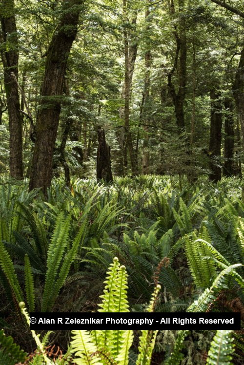 Sunlit ferns - Fiordland National Park