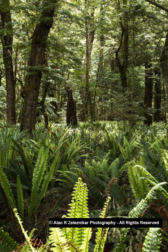 Sunlit ferns - Fiordland National Park