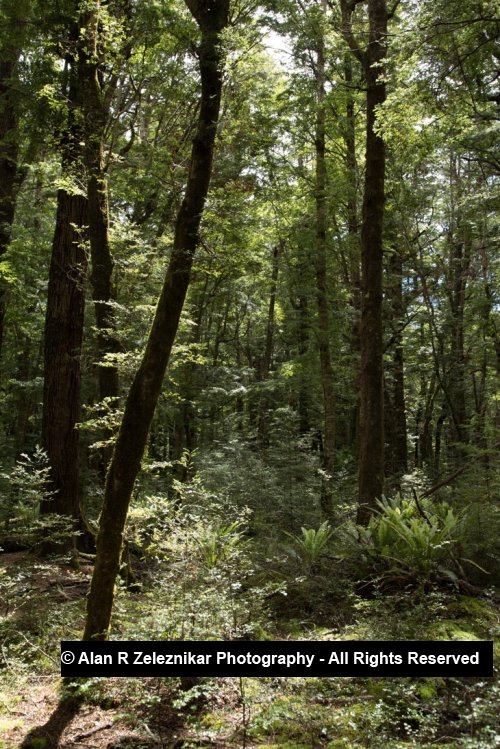 Small glade - Fiordland National Park