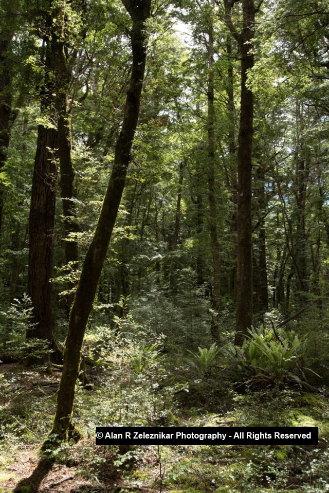 Small glade - Fiordland National Park