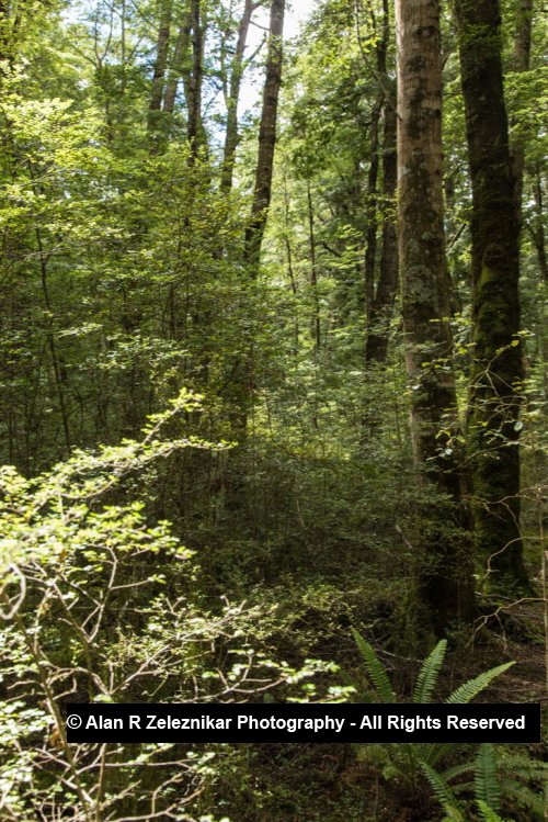 Sundappled leaves - Fiordland National Park