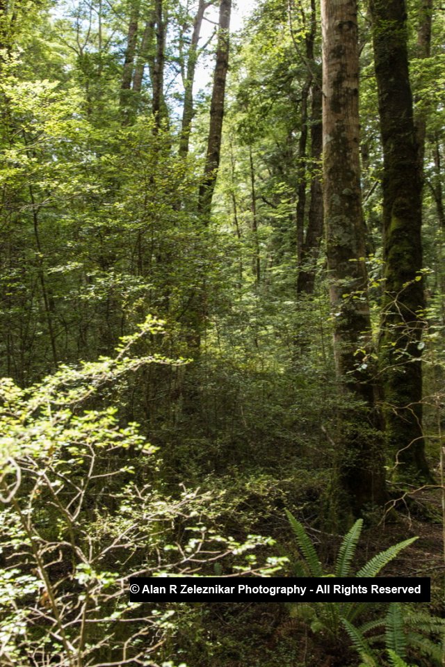 Sundappled leaves - Fiordland National Park