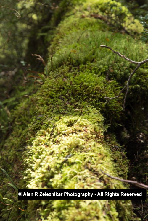 Mossy fallen log - Fiordland National Park