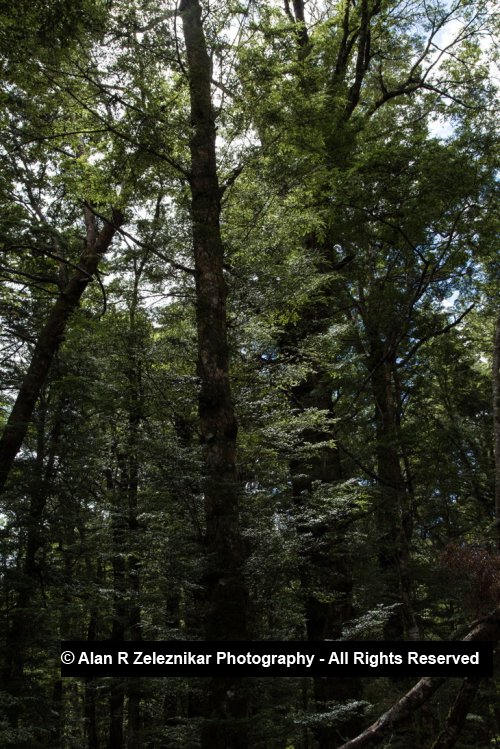 Forest pines - Fiordland National Park