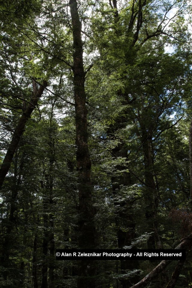 Forest pines - Fiordland National Park