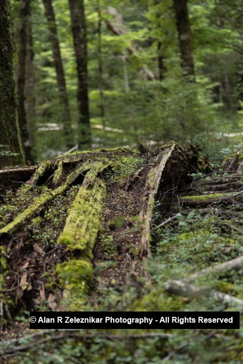 Rotting log - Fiordland National Park