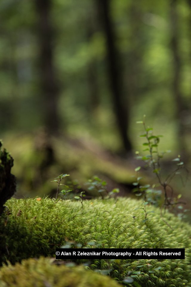 Moss - Fiordland National Park
